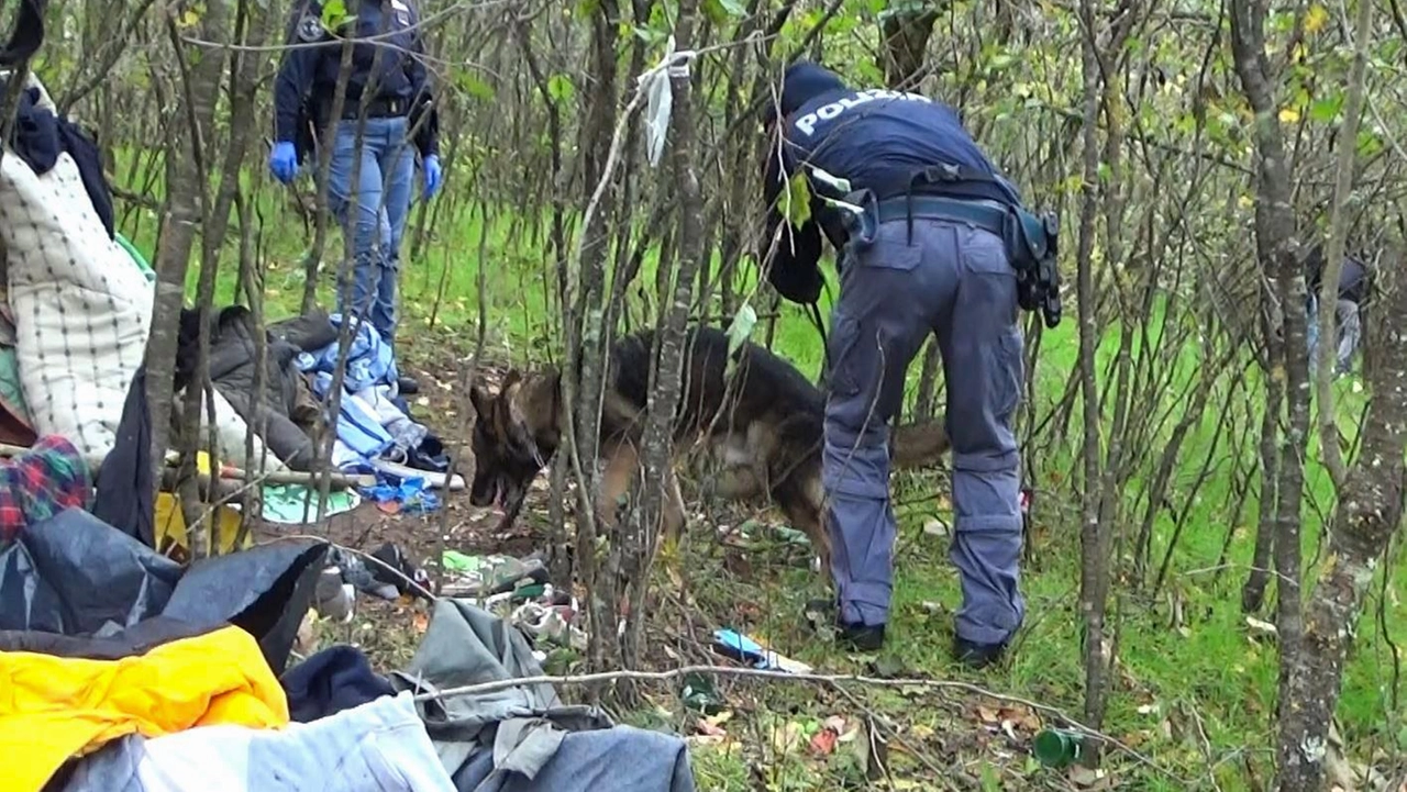 L'operazione contro lo spaccio di droga ha smantellato l'ennesimo "market" allestito nei boschi dell'Alto Milanese L'operazione contro lo spaccio di droga ha smantellato l'ennesimo "market" allestito nei boschi dell'Alto Milanese
