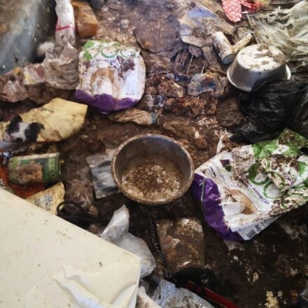 L'interno del casolare dove sono stati trovati i cani: la situazione sanitaria era oltre la decenza