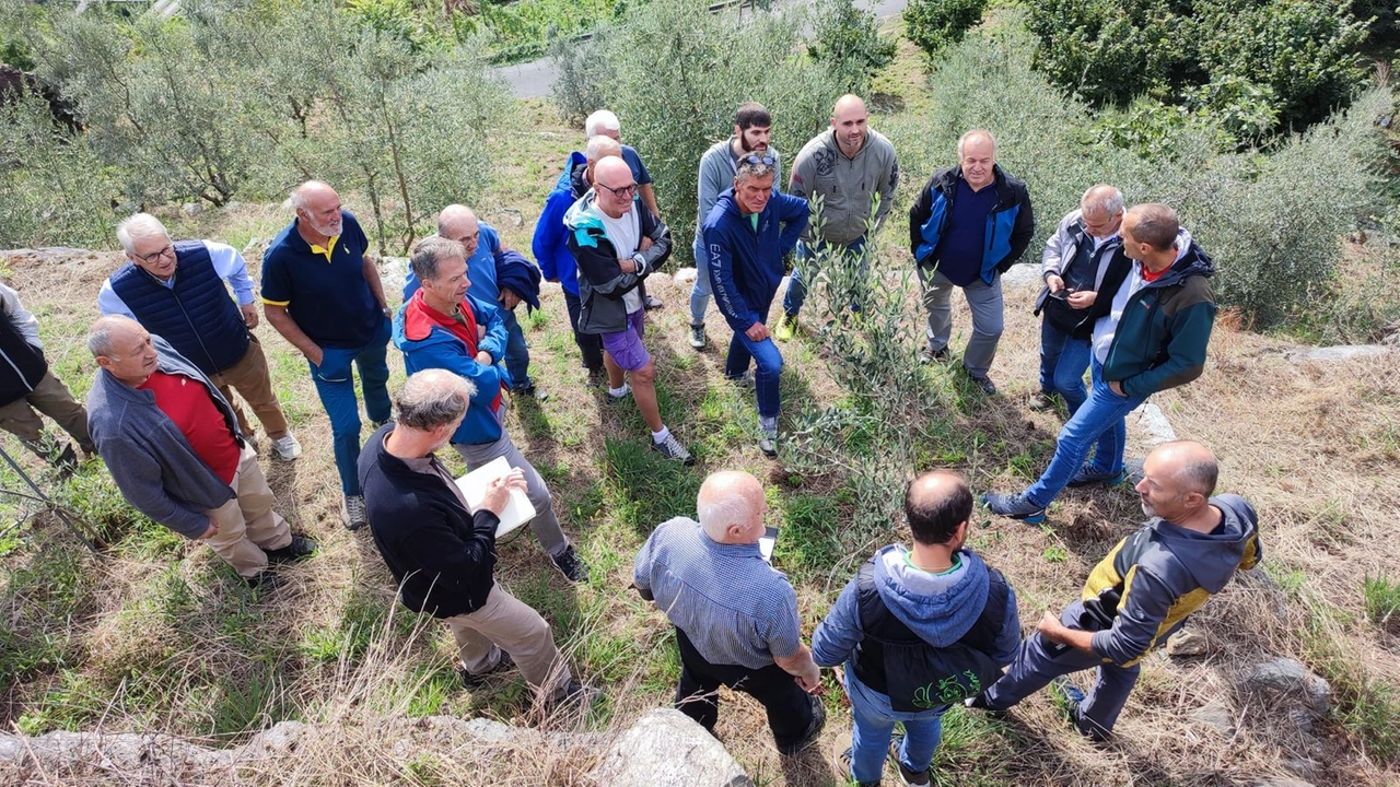 I partecipanti hanno potuto visionare le viti e degustare due vini prodotti in zone marginali con il Piwi. La pianta a bacca bianca non va in contrasto con il classico vitigno presente sui terrazzamenti della Valtellina, il Nebbiolo I partecipanti hanno potuto visionare le viti e degustare due vini prodotti in zone marginali con il Piwi. La pianta a bacca bianca non va in contrasto con il classico vitigno presente sui terrazzamenti della Valtellina, il Nebbiolo