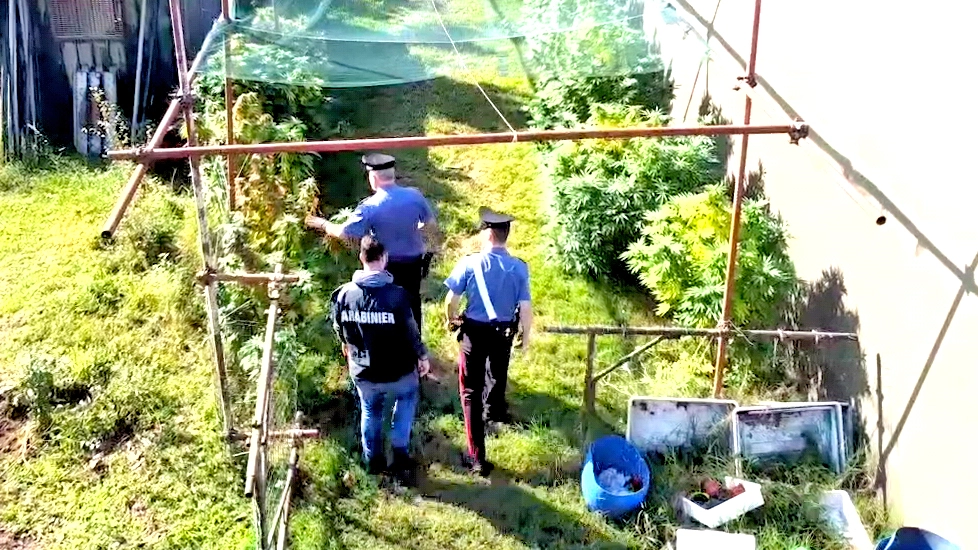 BERGAMO//CANONICA D'ADDA==SCOPERTA DAI CC PIANTAGIONE DI CANNABIS, ARRESTATO AGRICOLTORE//FOTO DE PASCALE ANSA LOCAL