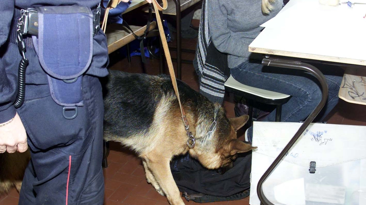 Il cane antidroga Gina ha subito individuato due assuntori di stupefacenti Il cane antidroga Gina ha subito individuato due assuntori di stupefacenti