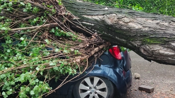 Maltempo nel Sud Milano: albero crolla vicino a una fermata del bus, distrutte diverse auto in sosta