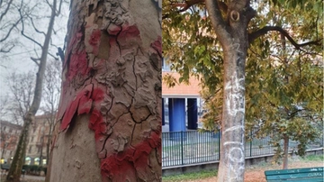 Gli imbrattatori di alberi. A Milano Fabiola Minoletti protegge i tronchi presi di mira: “Sfregi indelebili che resistono per anni”