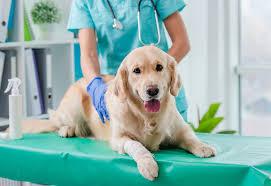 tumori alla vescica uomini e cani condividono lo stesso biomarcatore che ora diventa un prezioso alleato
