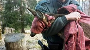 Accucciato a terra, lungo in sentiero in mezzo ai boschi di Dorio, ridotto allo stremo delle forze. A essere stremato,... Accucciato a terra, lungo in sentiero in mezzo ai boschi di Dorio, ridotto allo stremo delle forze. A essere stremato,...