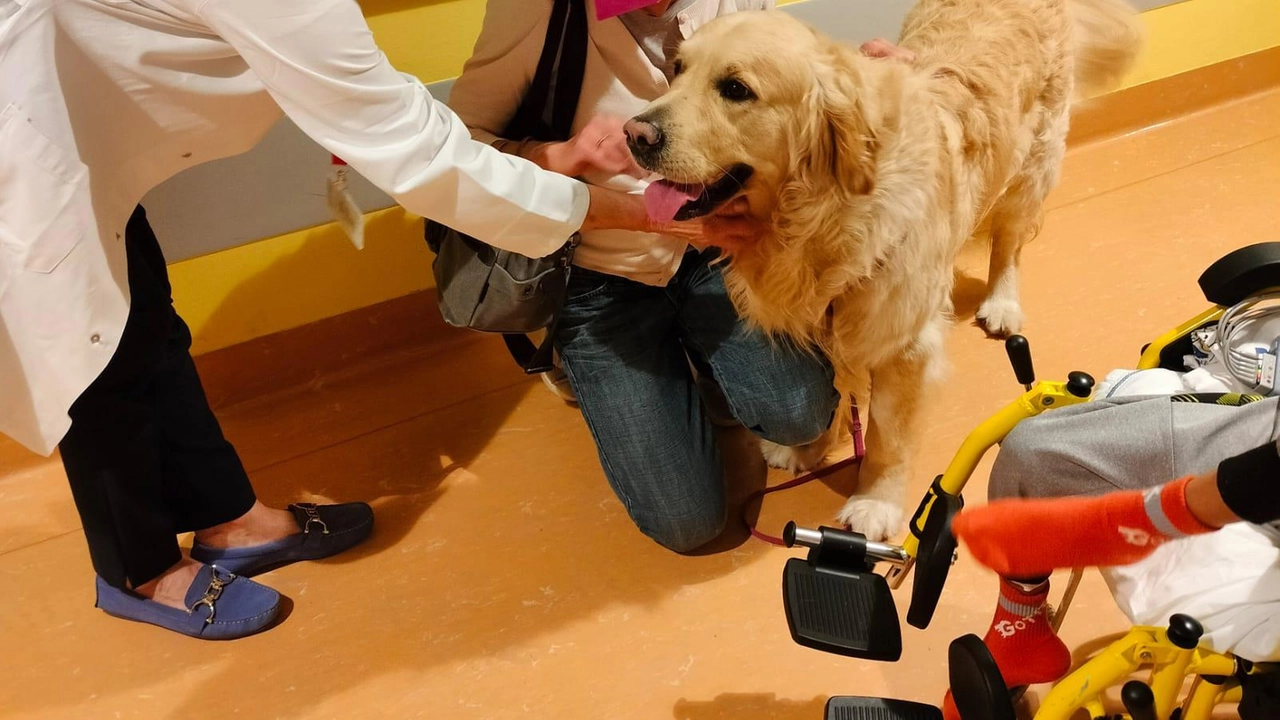 I cani portano sorrisi nelle lunghe giornate dei pazienti ricoverati nelle strutture sanitarie valtellinesi I cani portano sorrisi nelle lunghe giornate dei pazienti ricoverati nelle strutture sanitarie valtellinesi
