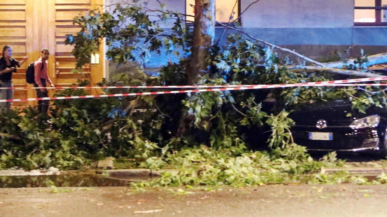 Il violento temporale del 25 luglio 2023 provocò la caduta di migliaia di alberi in tutta la città