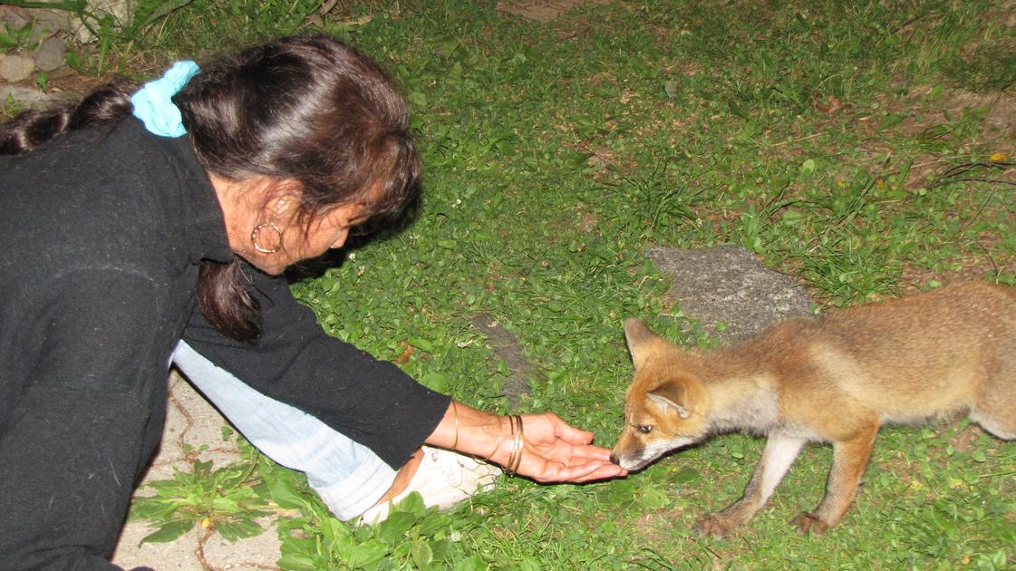 Dalla volpe alla marmotta, quando la natura selvaggia arriva in città