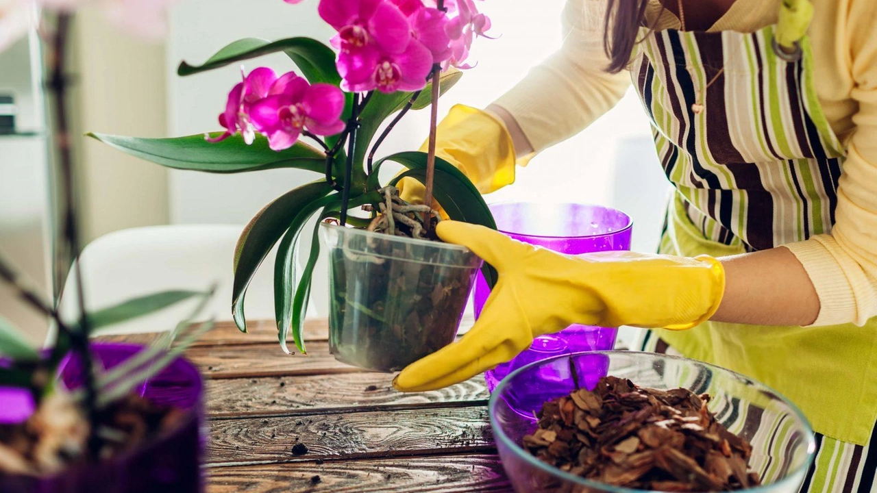 Malpensa, orchidee infestate da insetti: “Giusta la distruzione” Malpensa, orchidee infestate da insetti: “Giusta la distruzione”