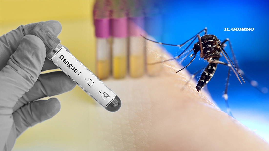 Un caso di Dengue a Mantova: infettato un uomo di 35 anni Un caso di Dengue a Mantova: infettato un uomo di 35 anni