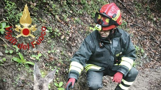 Un capriolo e un gruppo di pecore: i vigili del fuoco del comando provinciale di Como, sono stati impegnati in...