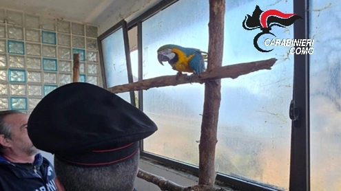 Un pappagallo sequestrato dai carabinieri nell'abitazione del 73enne di Nesso Un pappagallo sequestrato dai carabinieri nell'abitazione del 73enne di Nesso