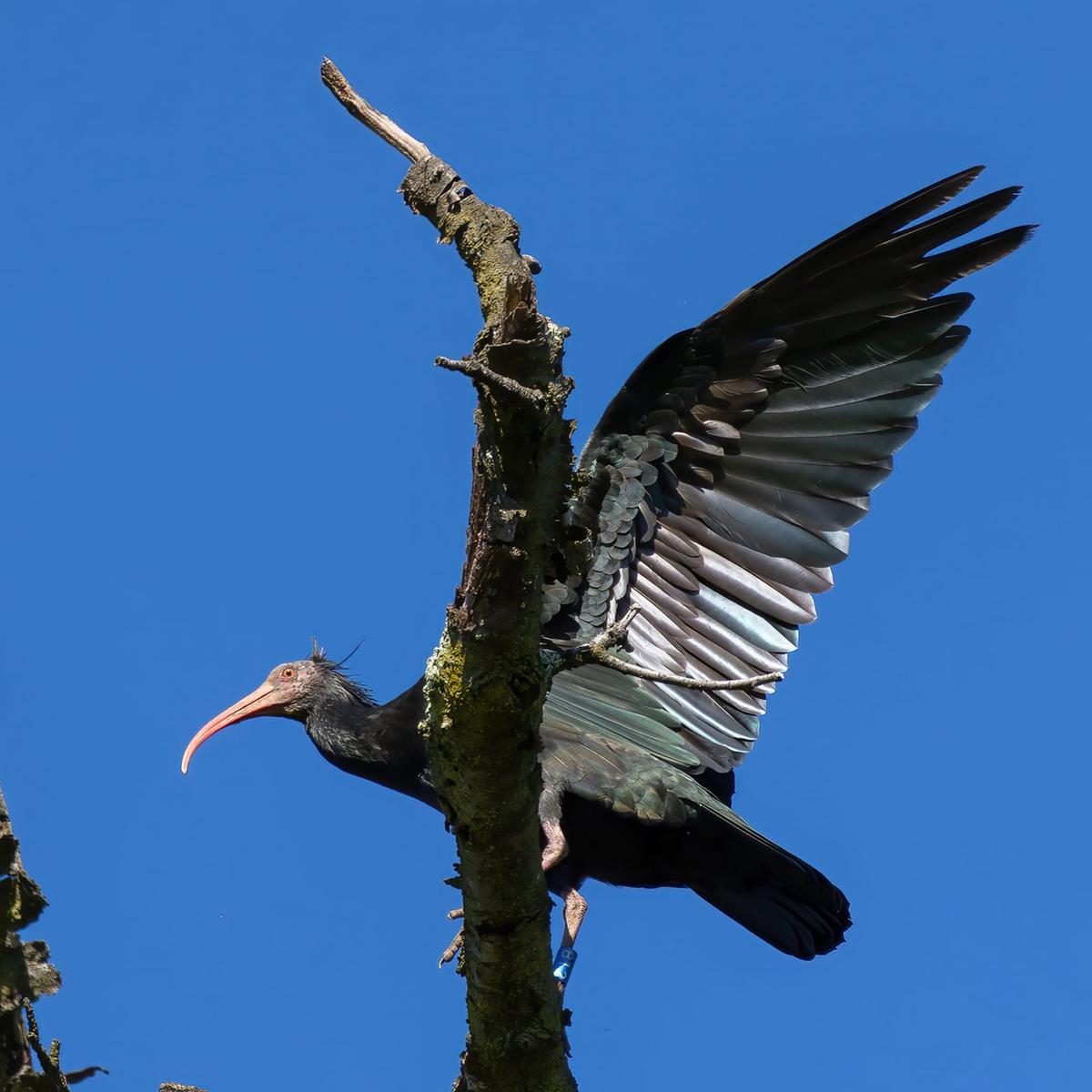 L’Eremita è tornato: Liesl, rarissimo ibis ha scelto il Parco di Monza L’Eremita è tornato: Liesl, rarissimo ibis ha scelto il Parco di Monza
