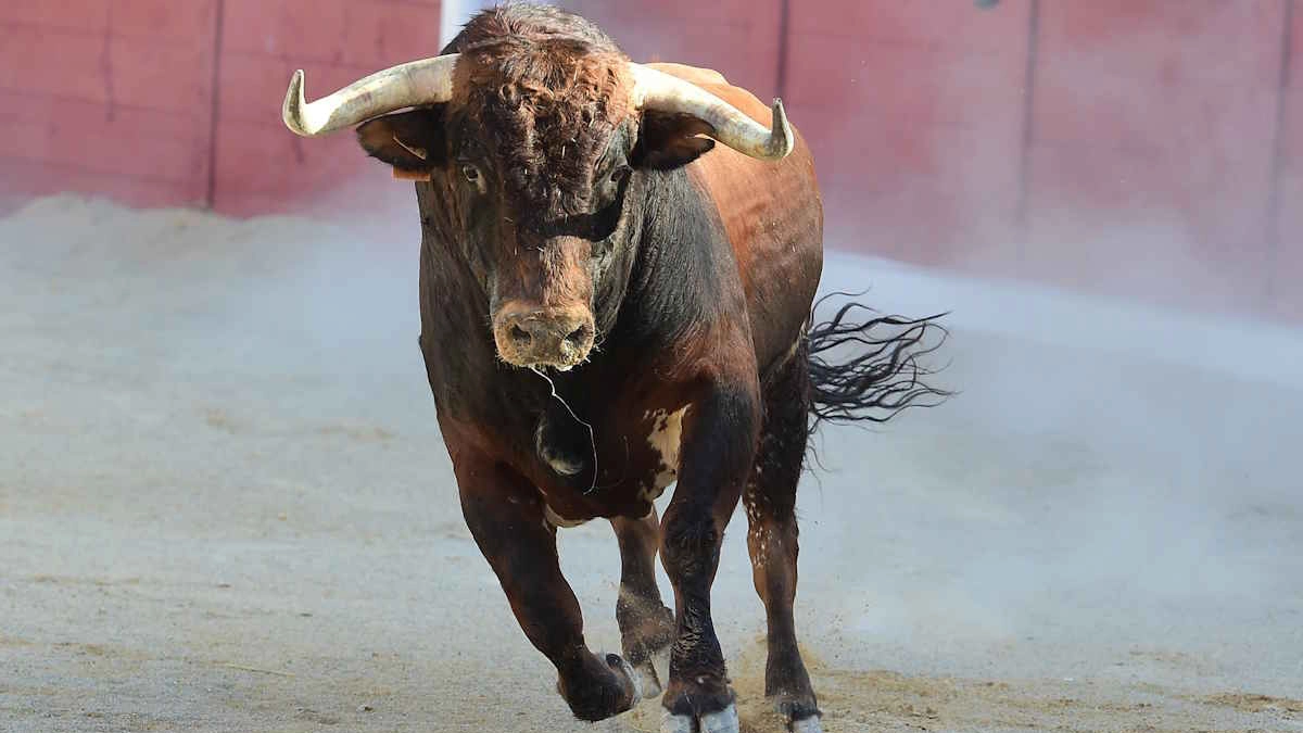 Un toro alla carica (Archivio) Un toro alla carica (Archivio)