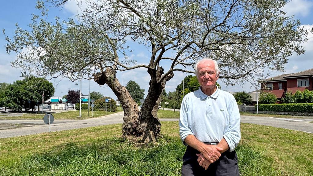 Opera, l’ulivo ‘rifiorito’ grazie a Salvatore Lagreca: “Mi piangeva il cuore, adesso lo curo io”