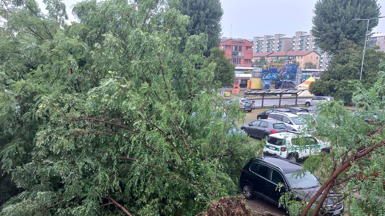 L'albero caduto su un'auto in sosta a Corsico