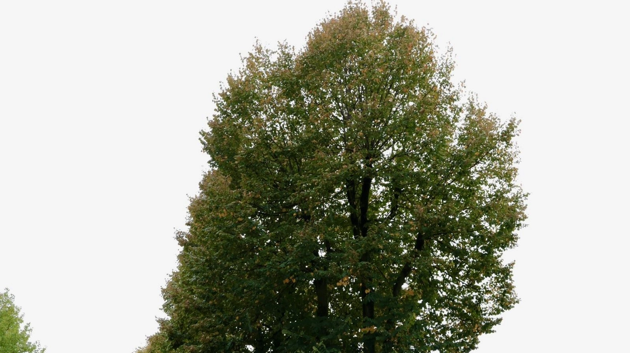 Domani verrà chiusa la petizione per via Rocca Vecchia, già mille le firme Domani verrà chiusa la petizione per via Rocca Vecchia, già mille le firme