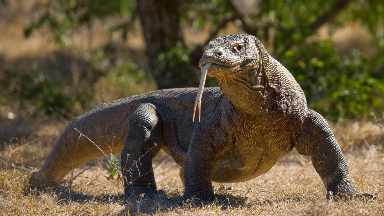 Un varano di Komodo (Archivio) Un varano di Komodo (Archivio)