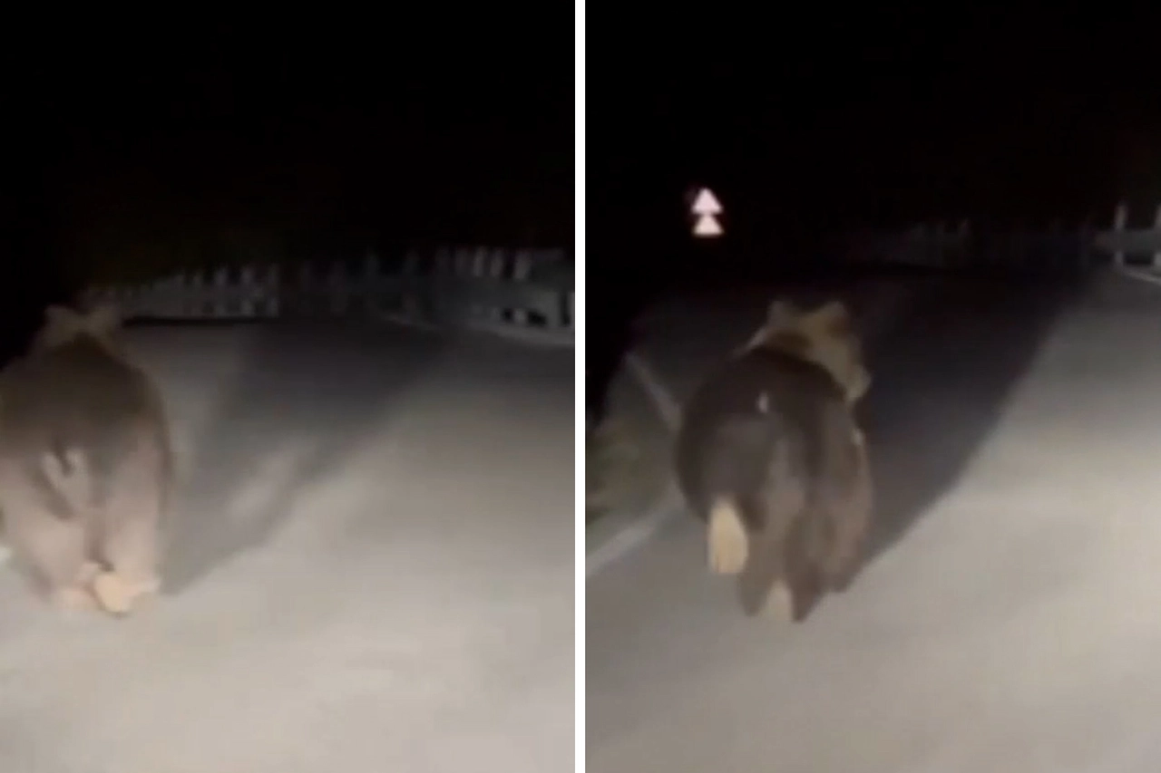 Due frame dell'orso avvistato sulla provinciale 669 nel tratto tra Bagolino e Sant'Antonio