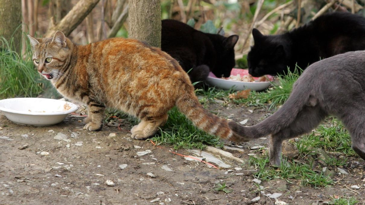 L’allarme è scattato a Ferragosto per la chiamata all’associazione amica degli animali da parte di alcuni vicini L’allarme è scattato a Ferragosto per la chiamata all’associazione amica degli animali da parte di alcuni vicini