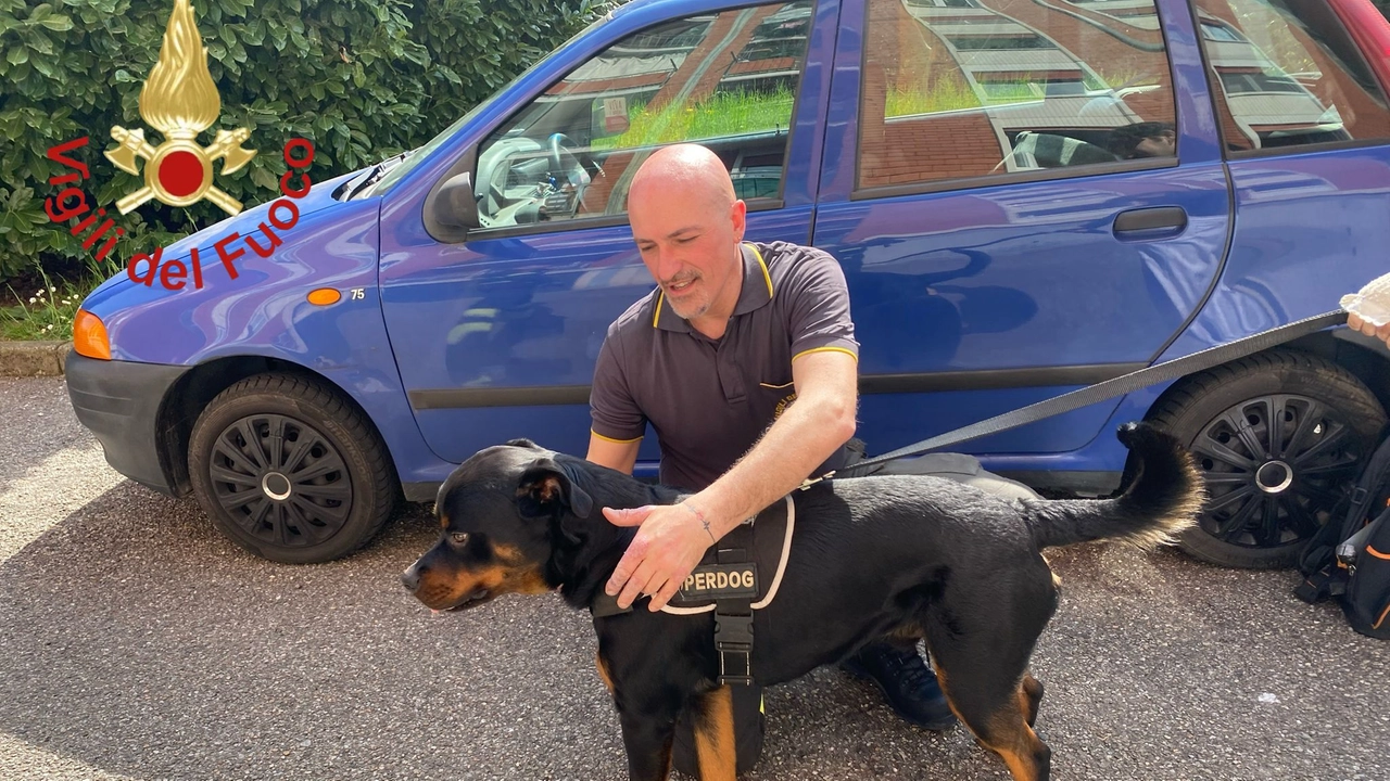 Il rottweiler liberato