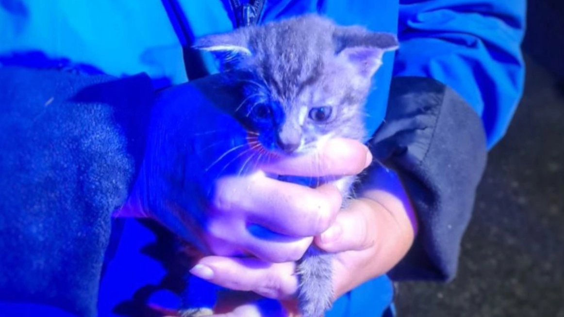 Il gatto salvato Il gatto salvato