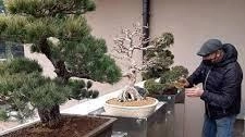 Gli appassionati di bonsai hanno un appuntamento imperdibile: da venerdì a domenica, la sede di Crespi Bonsai a Parabiago... Gli appassionati di bonsai hanno un appuntamento imperdibile: da venerdì a domenica, la sede di Crespi Bonsai a Parabiago...