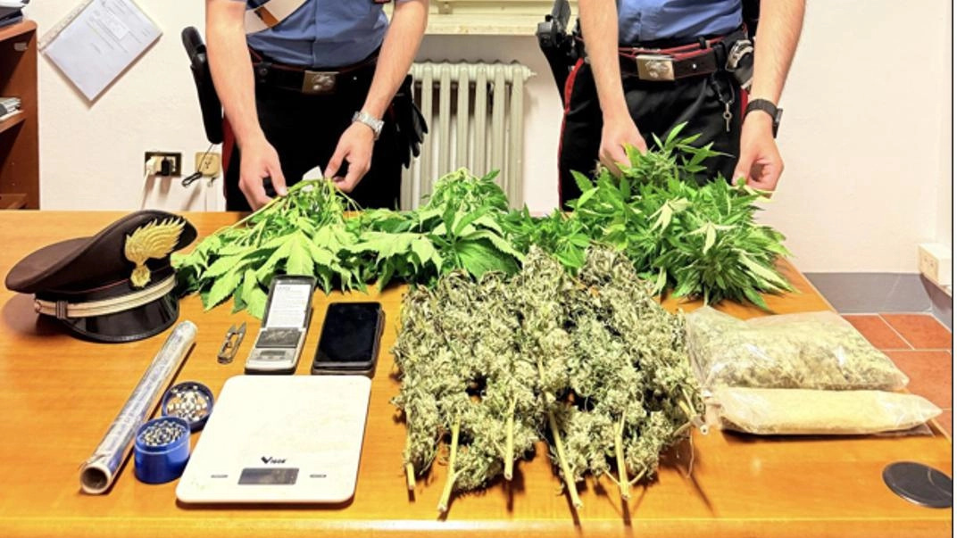Nella serra trovate tre piante di canapa due buste con marijuana infiorescenze essiccate e vari strumenti Nella serra trovate tre piante di canapa due buste con marijuana infiorescenze essiccate e vari strumenti
