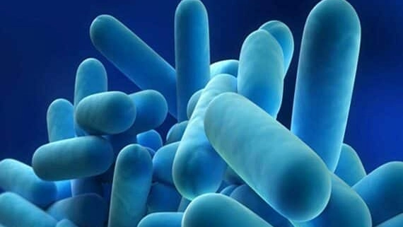 Il batterio della legionella, focolaio nel milanese Il batterio della legionella, focolaio nel milanese