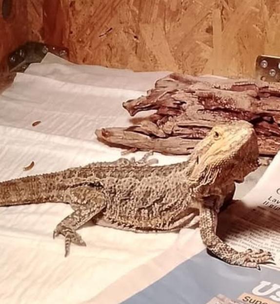 Grisù, rettile abbandonato e adottato