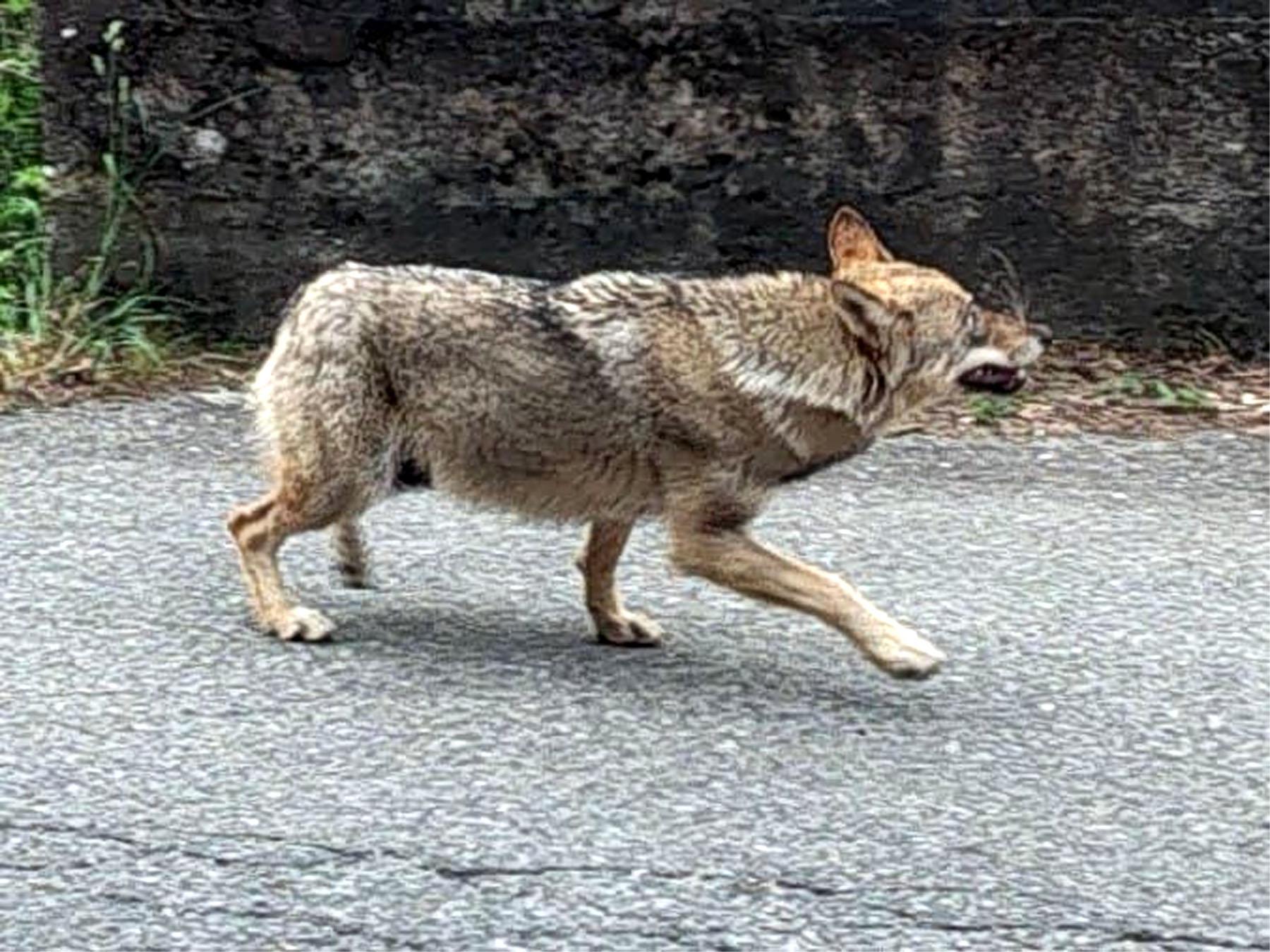 Lombardia selvaggia, quasi 300 lupi a spasso per le province: “Popolazione in aumento” Lombardia selvaggia, quasi 300 lupi a spasso per le province: “Popolazione in aumento”