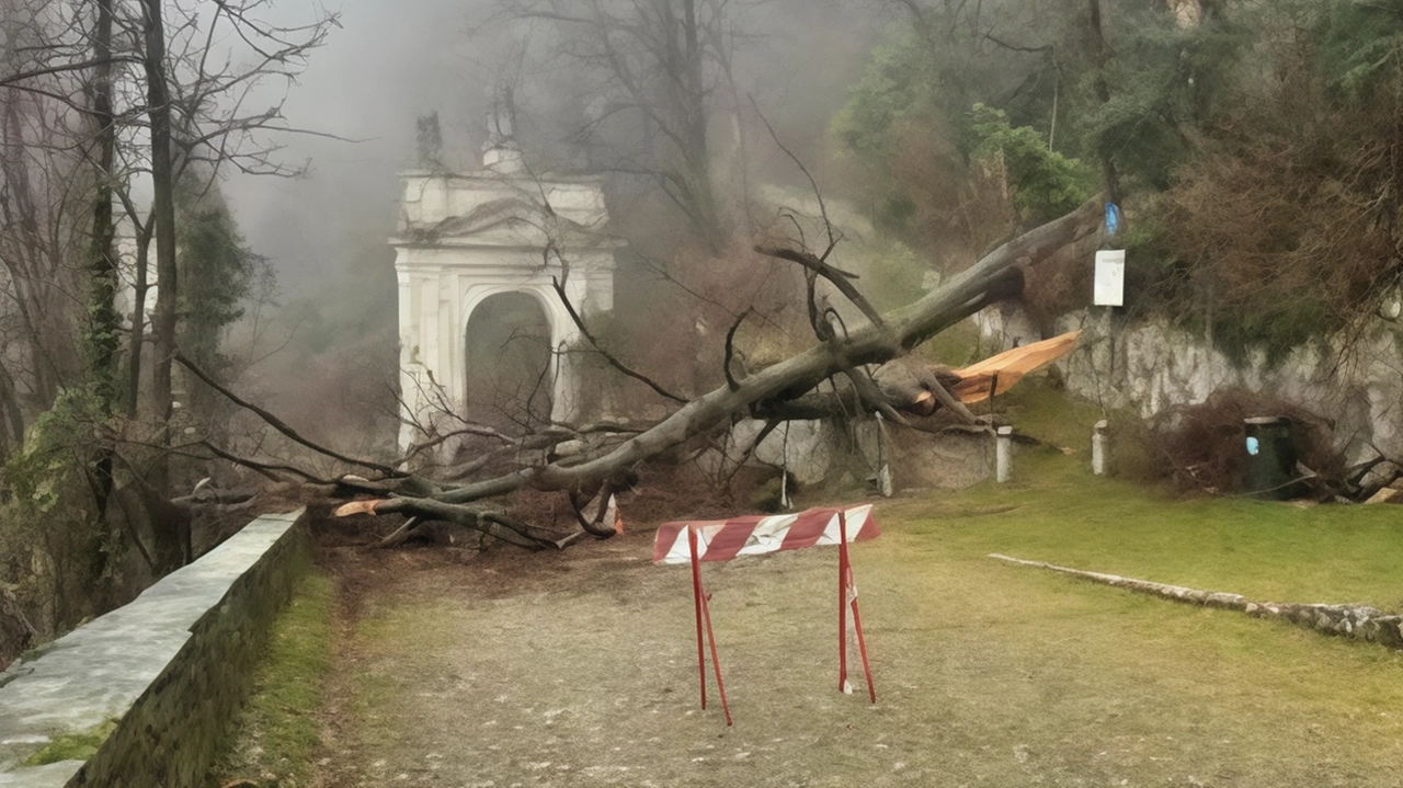 Strada sbarrata tra la decima e undicesima cappella al Sacro Monte per un grosso albero, un faggio, caduto sulla... Strada sbarrata tra la decima e undicesima cappella al Sacro Monte per un grosso albero, un faggio, caduto sulla...