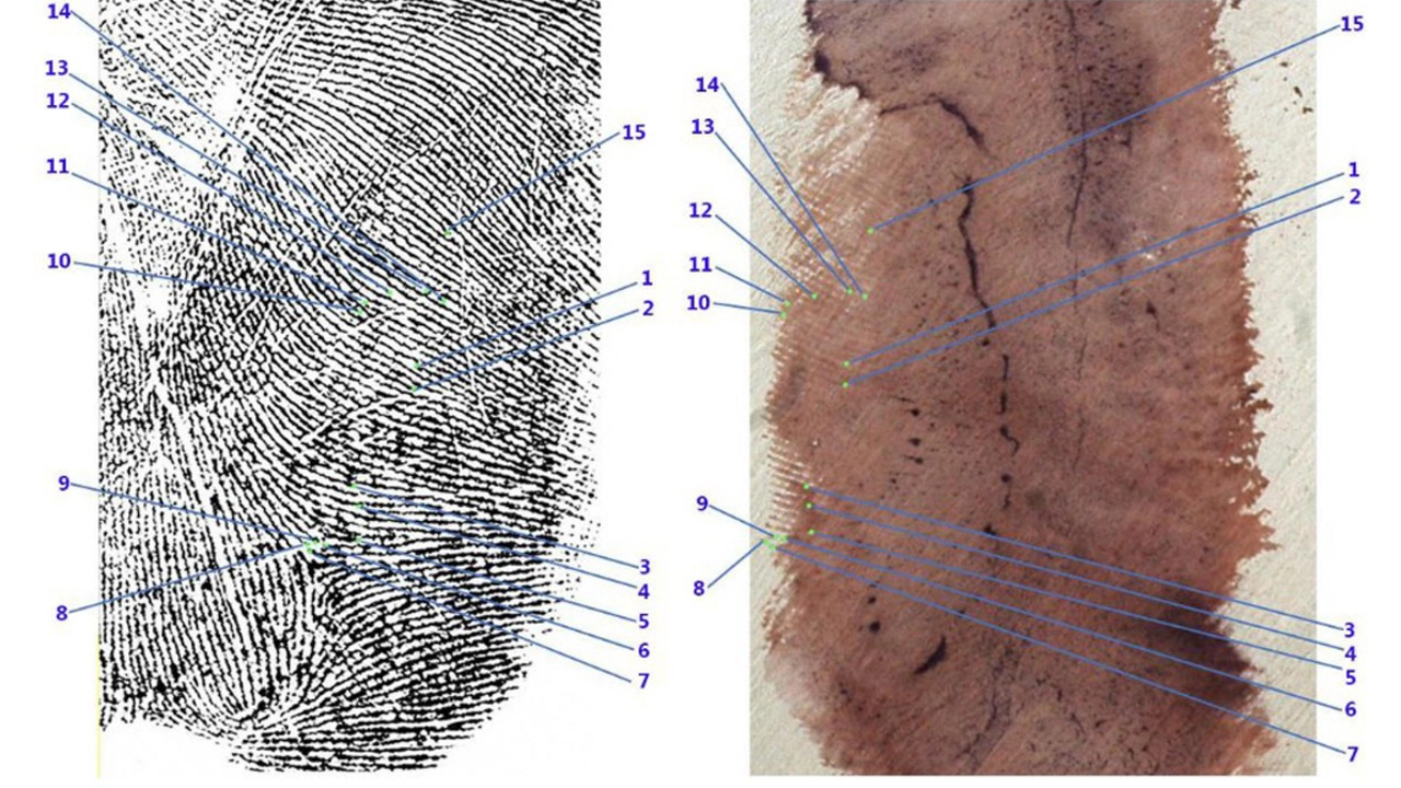 La comparazione tra l'immagine ingrandita del palmo destro di Andrea Sempio e quella dell'impronta 33 La comparazione tra l'immagine ingrandita del palmo destro di Andrea Sempio e quella dell'impronta 33