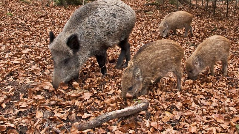 Il virus della peste suina africana è stato portato in Lombardia dai cinghiali Il virus della peste suina africana è stato portato in Lombardia dai cinghiali