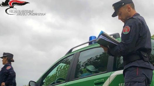 L'operazione è stata portata a termine dai carabinieri forestali di Arcisate e Mombello