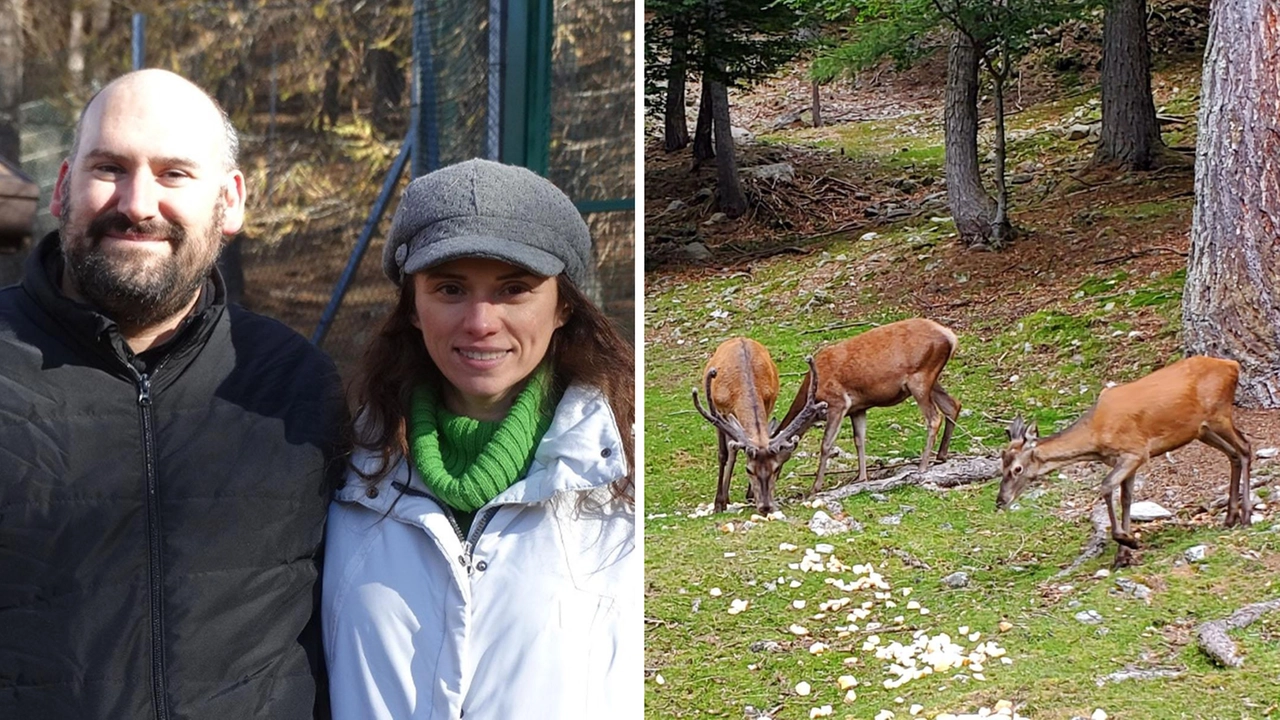 I cervi del Pian delle Betulle oggi sono sei e vengono nutriti con pane secco, frutta e verdura. Sotto a sinistra, i volontari dell’associazione Freccia 45 (a destra la presidente Susanna Chiesa). Sotto a destra, Mario Vassena mentre sfama gli animali I cervi del Pian delle Betulle oggi sono sei e vengono nutriti con pane secco, frutta e verdura. Sotto a sinistra, i volontari dell’associazione Freccia 45 (a destra la presidente Susanna Chiesa). Sotto a destra, Mario Vassena mentre sfama gli animali