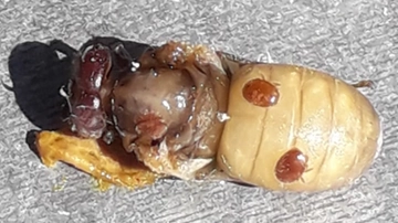 Vespa velutina e acari alieni nemici delle api (ma anche il caldo anomalo)