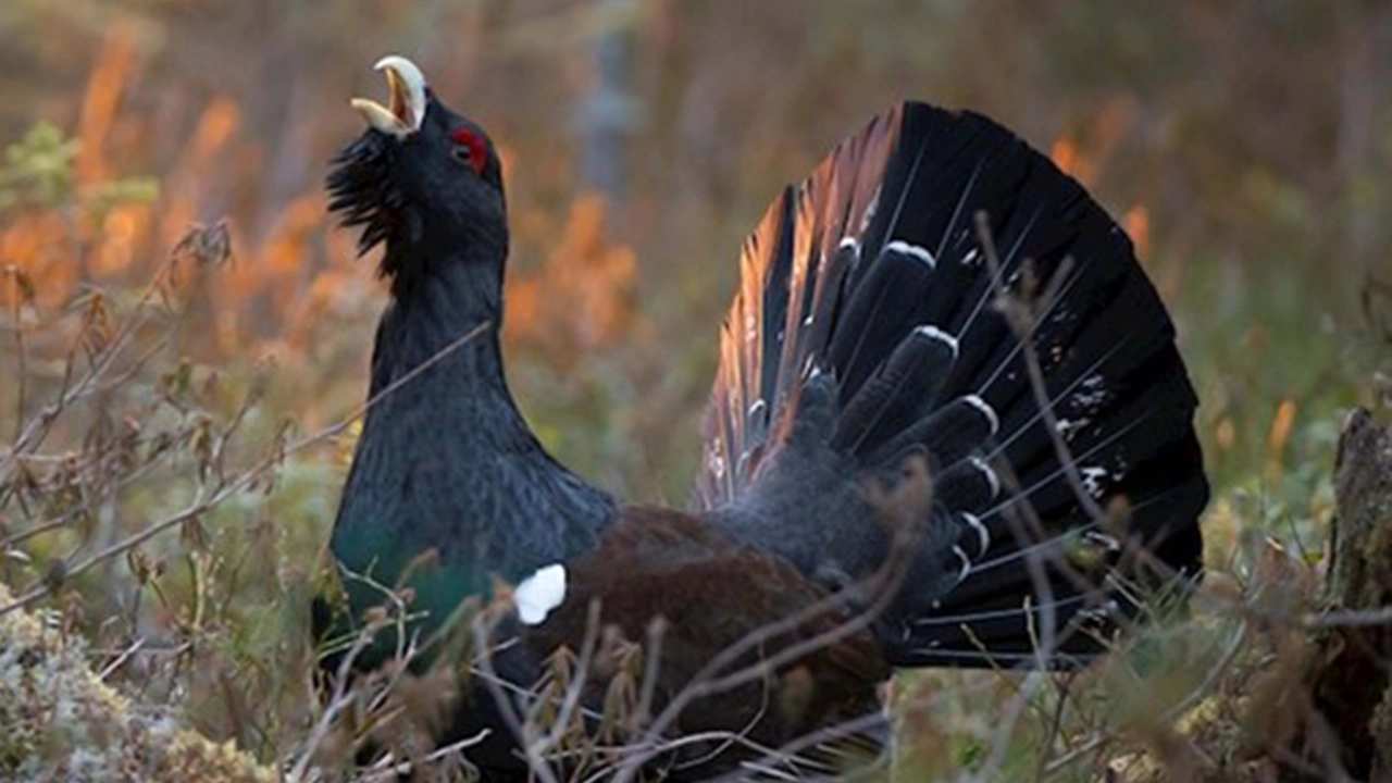 Dario Codega presidente del Parco delle Orobie valtellinesi Sopra, un gallo cedrone Dario Codega presidente del Parco delle Orobie valtellinesi Sopra, un gallo cedrone