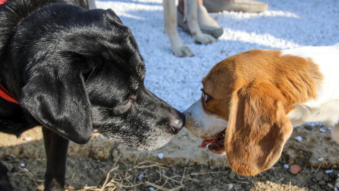 Zampe in festa nella città pet friendly
