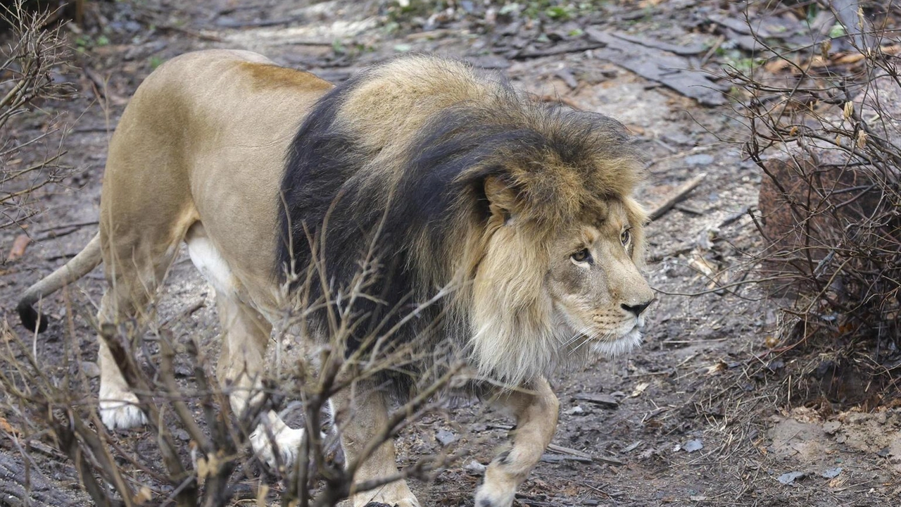 Vicino ad Antalya, l'animale ucciso a colpi di arma da fuoco Vicino ad Antalya, l'animale ucciso a colpi di arma da fuoco