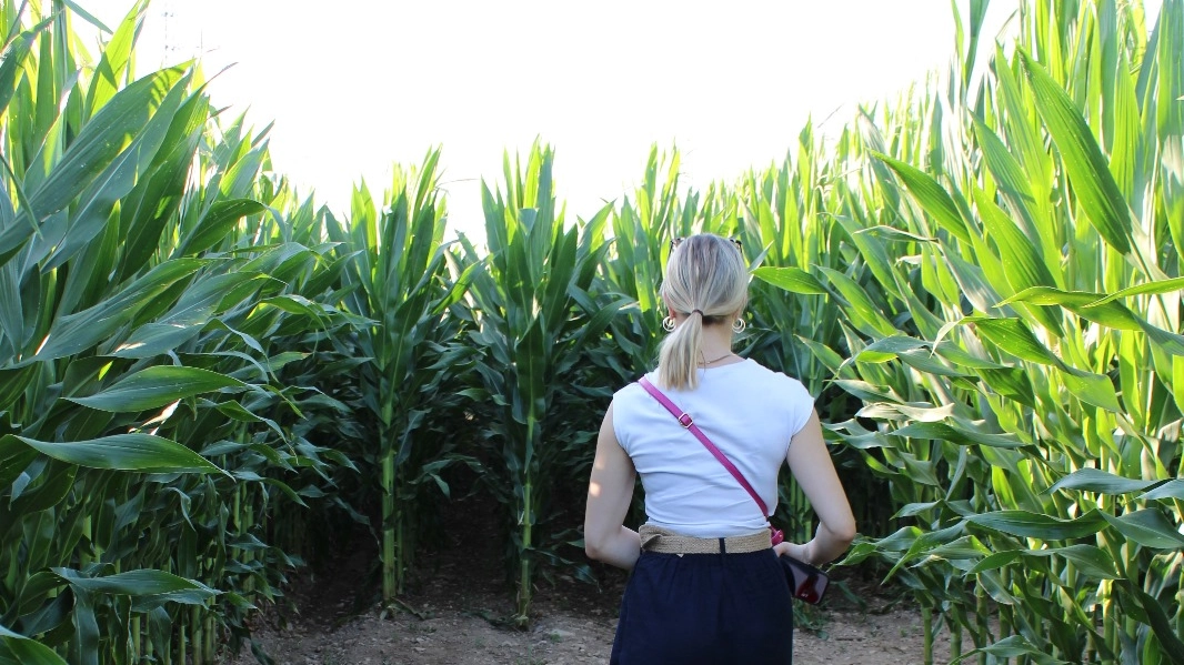 Labirinto di Granturco 2025 alla Cascina di Cornaredo, Milano