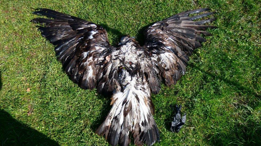 Aquila reale intossicata, muore sul Ceresio un esemplare protetto: sotto accusa il piombo nelle munizioni Aquila reale intossicata, muore sul Ceresio un esemplare protetto: sotto accusa il piombo nelle munizioni