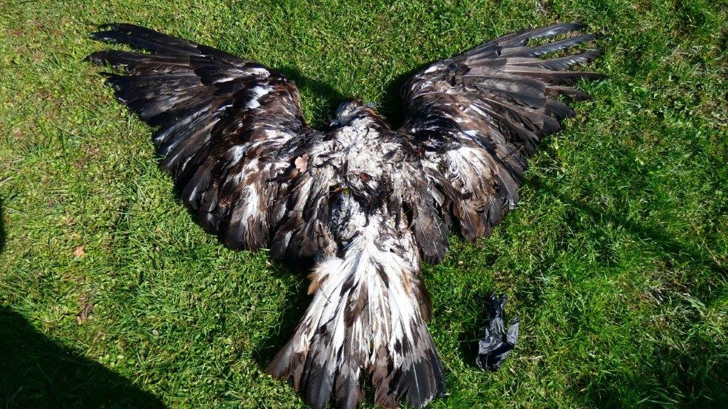L'esemplare di aquila reale stroncato da avvelenamento da piombo L'esemplare di aquila reale stroncato da avvelenamento da piombo