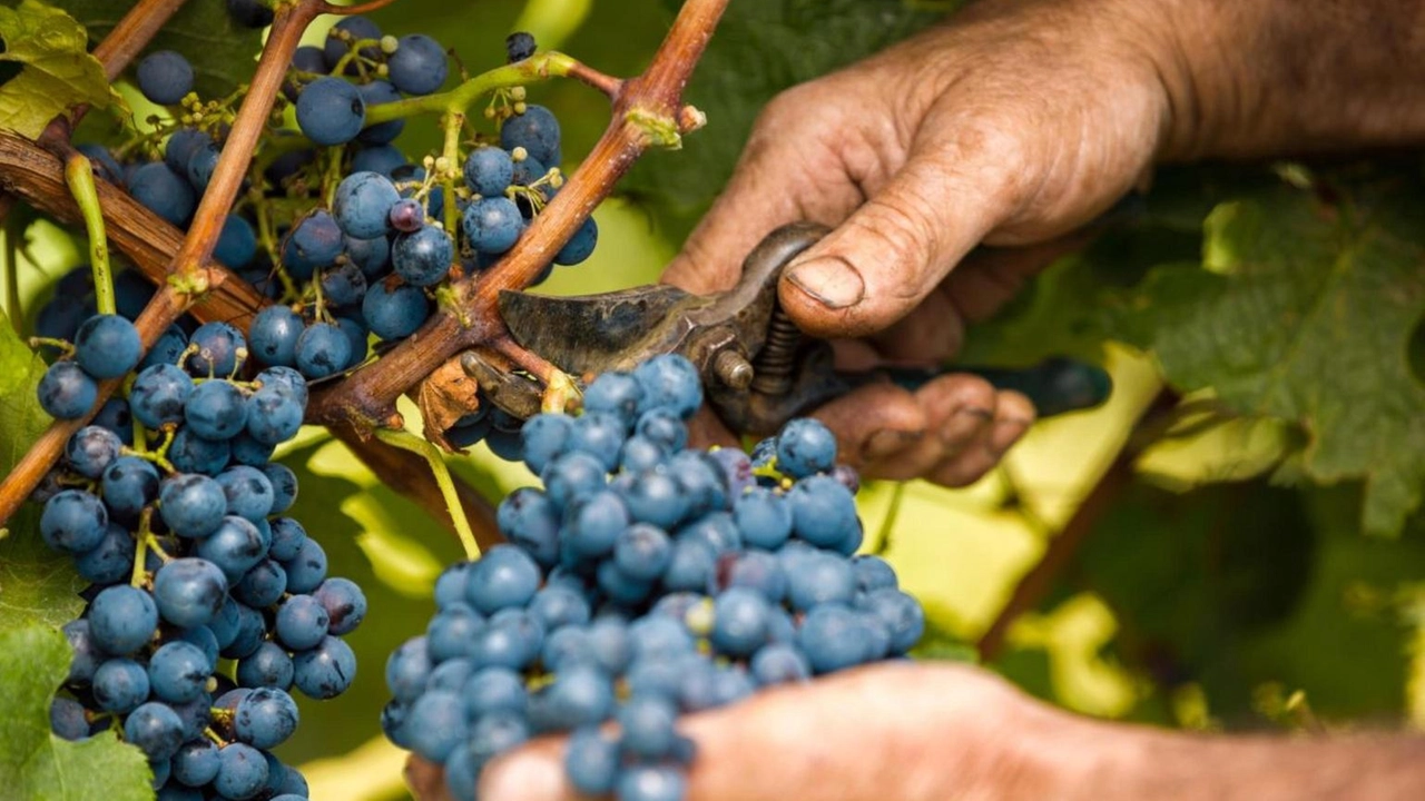 Accademia Italiana Vite e Vino, giù al centro-nord tra 10% e 20% Accademia Italiana Vite e Vino, giù al centro-nord tra 10% e 20%