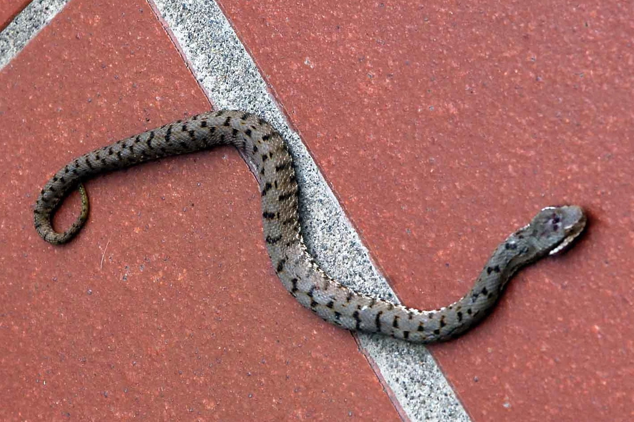 Una vipera (foto di repertorio Germogli)