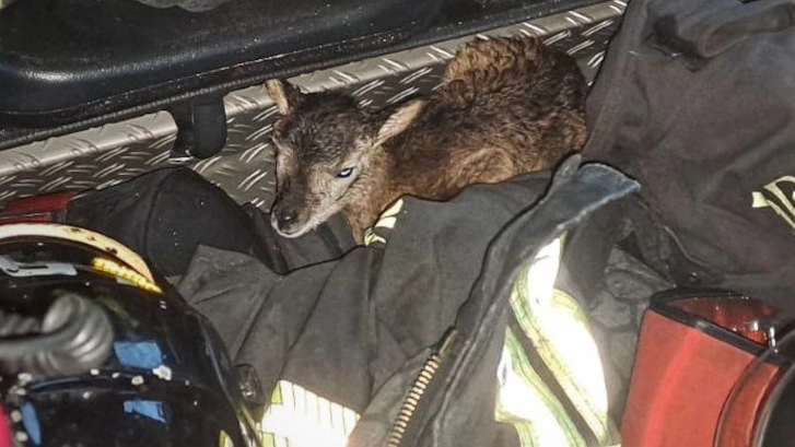 Il cucciolo di muflone salvato dai vigili del fuoco Il cucciolo di muflone salvato dai vigili del fuoco