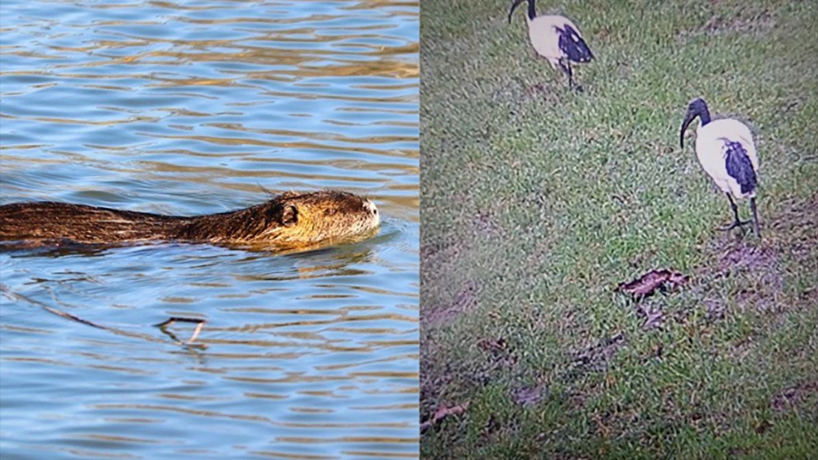 Le nutrie non c’erano in questa zona prima degli anni Settanta. Gli ibis forse derivano da esemplari sfuggiti ad aree protette Le nutrie non c’erano in questa zona prima degli anni Settanta. Gli ibis forse derivano da esemplari sfuggiti ad aree protette