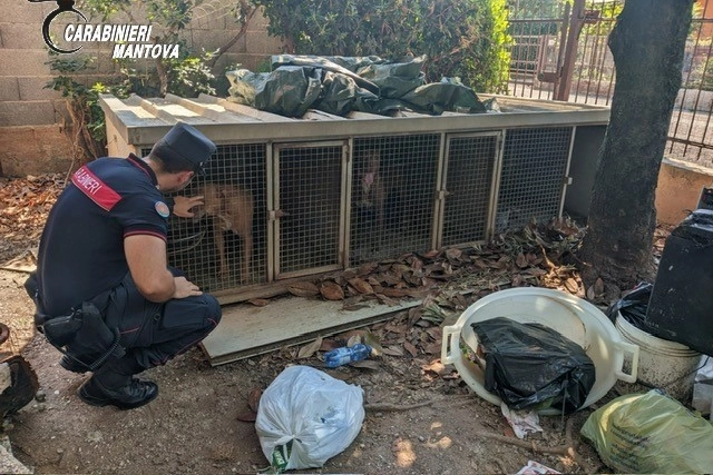Nelle gabbie anguste i cani erano intrappolati e impossibilitati a muoversi