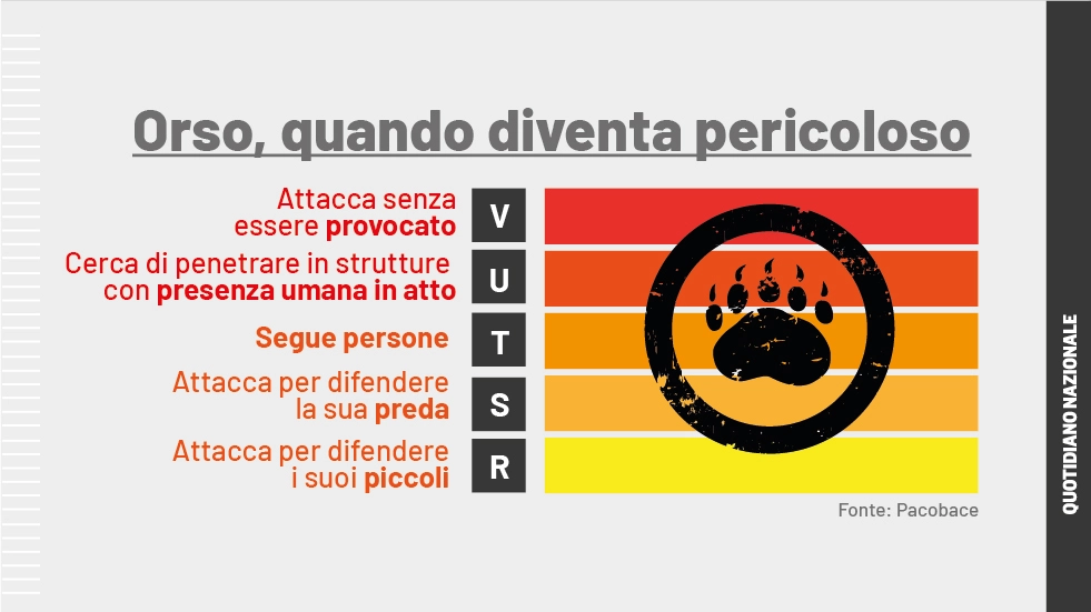 "Orso attacca senza essere provocato": il comportamento possibile e più pericoloso citato nel Pacobace