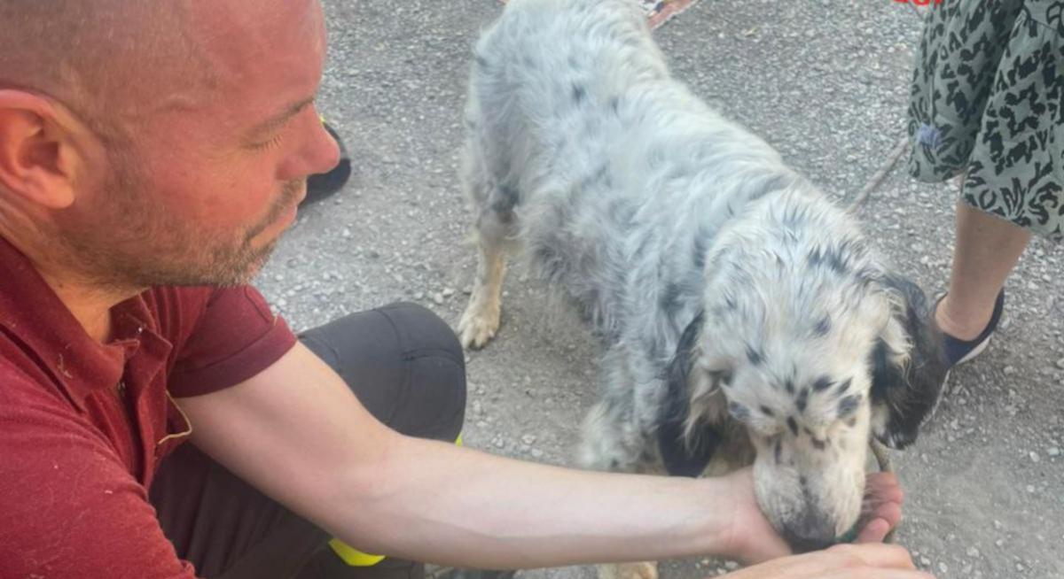 Paderno, cane precipita in un dirupo per 50 metri: salvato dai vigili del fuoco Paderno, cane precipita in un dirupo per 50 metri: salvato dai vigili del fuoco